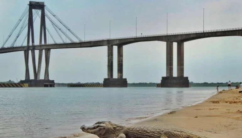 RESCATARON AL YACARÉ QUE ESTABA EN LA PLAYA: ERA ACECHADO POR MALLONEROS Y BAÑISTAS