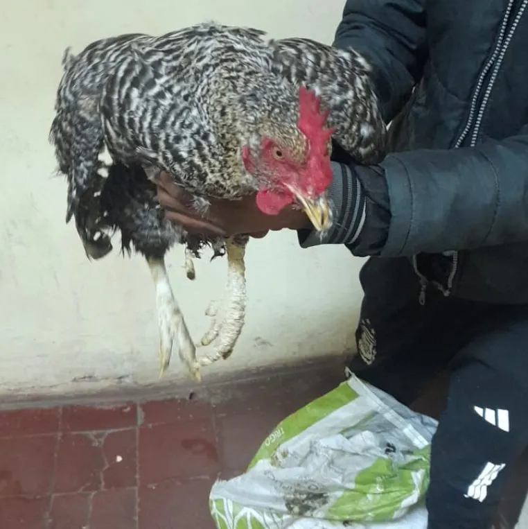 CORRIENTES: ROBÓ UN PATO Y UNA GALLINA