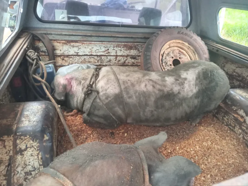 LA POLICÍA DE CORRIENTES RESCATÓ DOS CHANCHOS TRASLADADOS ILEGALMENTE