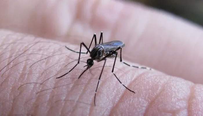 DENGUE: “SE ESPERA QUE MARZO Y ABRIL SEAN MÁS COMPLICADOS”