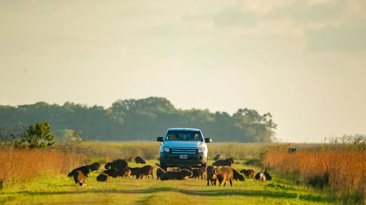 DÍA MUNDIAL DEL MEDIO AMBIENTE: IBERÁ, SÍMBOLO DE CONSERVACIÓN Y DESARROLLO EN CORRIENTES